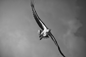 Image showing Eagle in the Whitsundays