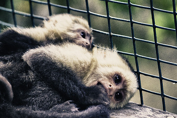 Image showing Monkeys in a Cage