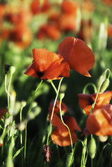 Image showing Poppies Meadow during Spring, Tuscany