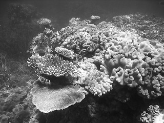 Image showing Underwater Scene of Great Barrier Reef