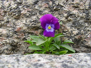 Image showing Flower