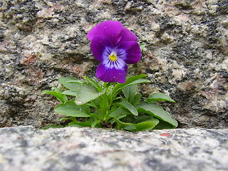 Image showing Flower