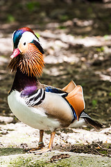 Image showing Mandarin Duck