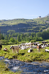 Image showing Cows and Italian Alps