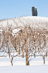 Image showing Tuscany: wineyard in winter