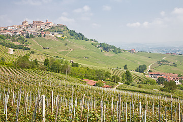 Image showing Tuscany vineyard