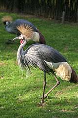 Image showing Black Crowned Crane