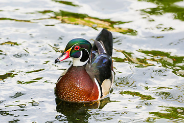 Image showing Goose in a pond