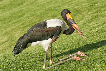 Image showing The kneeling crane