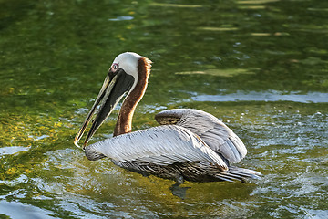 Image showing A pelican swimming in a pond