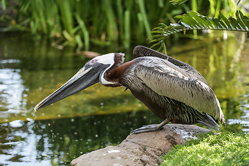 Image showing A pelican by the pond