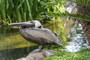 Image showing A pelican by the pond