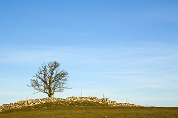 Image showing Tree on top