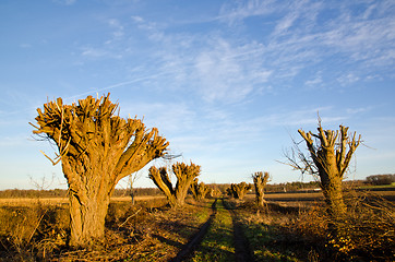 Image showing Cut willow trees