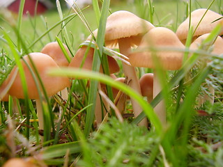 Image showing Mushroom