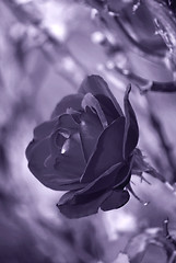 Image showing Purple Rose