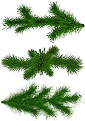 Image showing set of Christmas green fir-tree branches