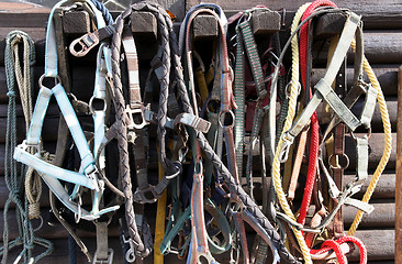 Image showing Details of diversity used horse reins