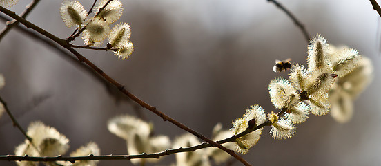 Image showing willow blooms