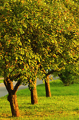 Image showing Apple Trees