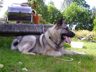 Image showing Dog