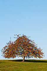 Image showing tree in autumnal light