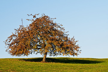 Image showing tree in autumnal light