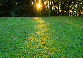 Image showing sunrise forest tree branch sunlight wet dew grass 