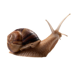 Image showing Snail isolated on white background