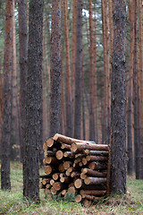 Image showing Stack of firewood in pine forest