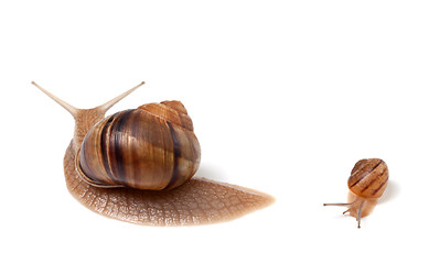 Image showing Family of snails