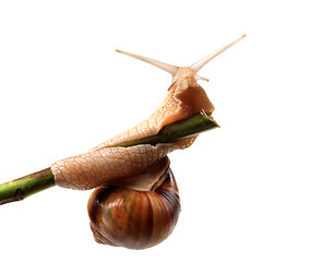 Image showing Snail crawling on the stem