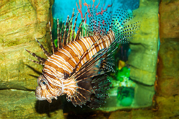 Image showing Lionfish