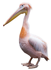 Image showing Pink Pelican