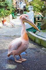 Image showing Pink Pelican