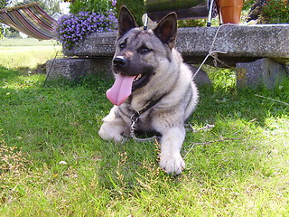 Image showing Dog