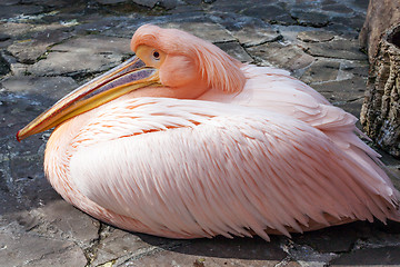 Image showing Pink Pelican