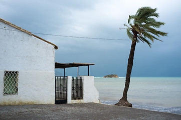 Image showing Windsweptt palm