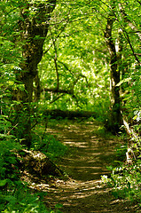 Image showing Footpath to Nowhere