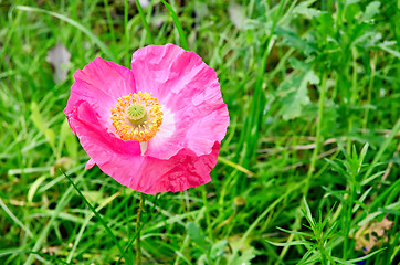 Image showing Poppy pink on the lawn