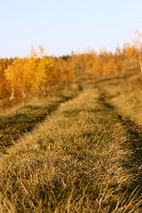 Image showing road in the forest - abstract view