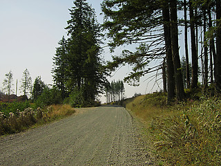 Image showing Forest Landscape