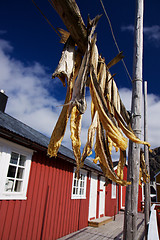 Image showing Dried stockfish on Lofoten