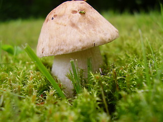 Image showing Mushroom