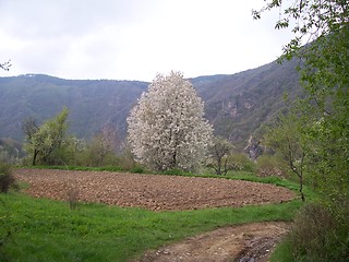 Image showing White tree