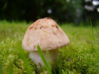 Image showing Mushroom