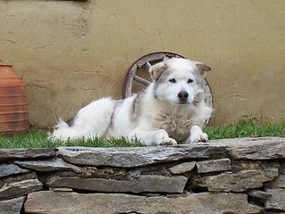 Image showing White dog