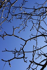 Image showing Tree Branches