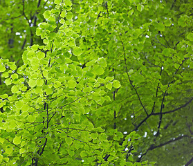 Image showing green leaves