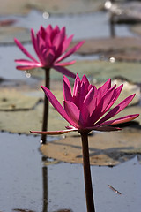 Image showing Pink Waterlily